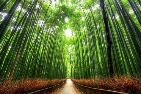 Arashiyama Bamboo Forest Japan Tree Tunnel Bamboo Forest Japan