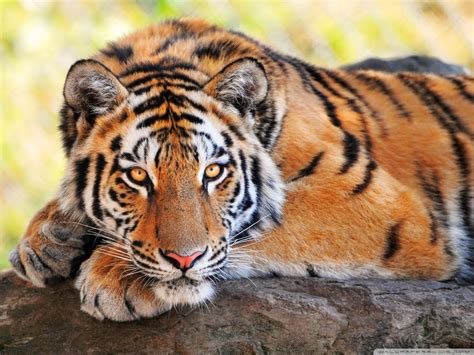 Lovable Images Wild Tiger Hd Wallpapers Free Download Cute Tiger Hd