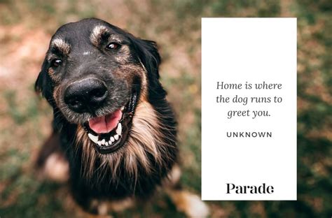 280 Best Dog Quotes About Their Love And Loyalty Parade Pets