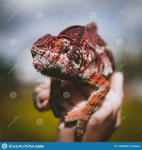 The Oustalets Or Malagasy Giant Chameleon On White Stock Image Image