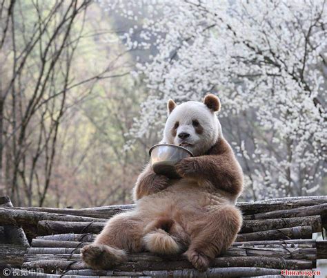 Un Rare Panda Géant Brun Aperçu Dans Le Nord De La Chine