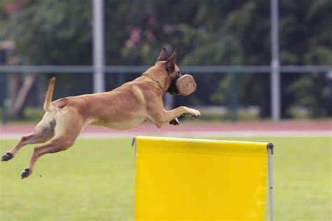 Belgian Malinois Training Why These Working Dogs Need