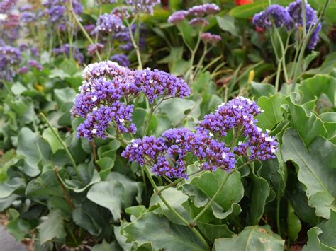 Sea Lavender Plants For Spaces