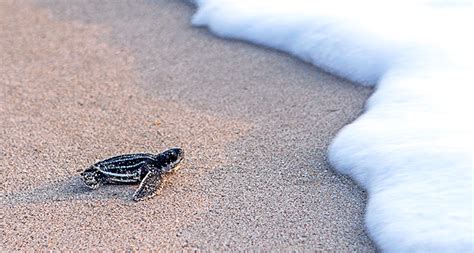 Up Close With Miamis Sea Turtle Hatchlings Acqualina Lifestyle Blog