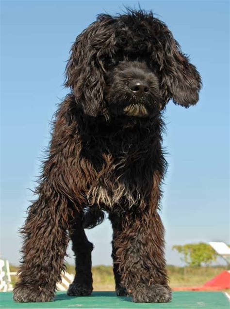 Portuguese Water Dog Temperament Price Puppies And Breeder Tips