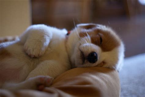 Cute Pictures Of Sleeping Puppies Doglers