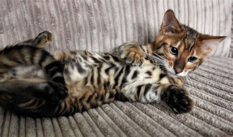 Queenanne Cats Toyger Queens Cat Breeder In Bromsgrove