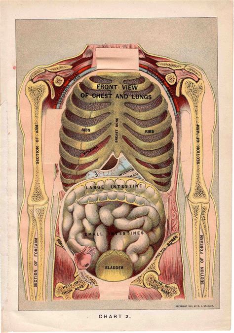 1901 Human Anatomy Original Antique Medical Organs Print Layers Of The