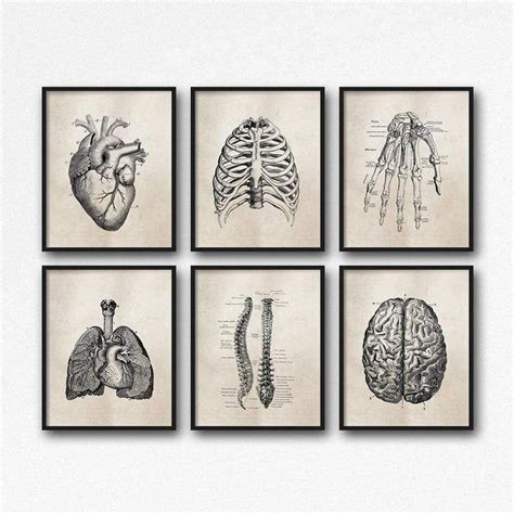 Arte Com Greys Anatomy Anatomy Art Human Anatomy Art Illustration