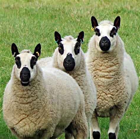 Sheep Bandits Schafe Lustige Haustiere Säugetiere