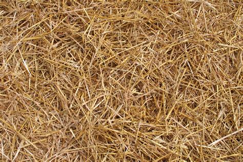 Straw Or Hay Bedding On Ground At The Minnesota State Fair Flickr