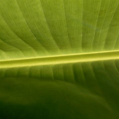 Tropical Leaf 2048 X 2048 Pixel Image For The 3rd Generati Flickr