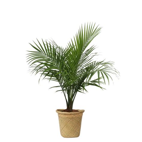 Costa Farms Live Indoor 36in Tall Green Majesty Palm Tree Indirect Sunlight 10in Seagrass