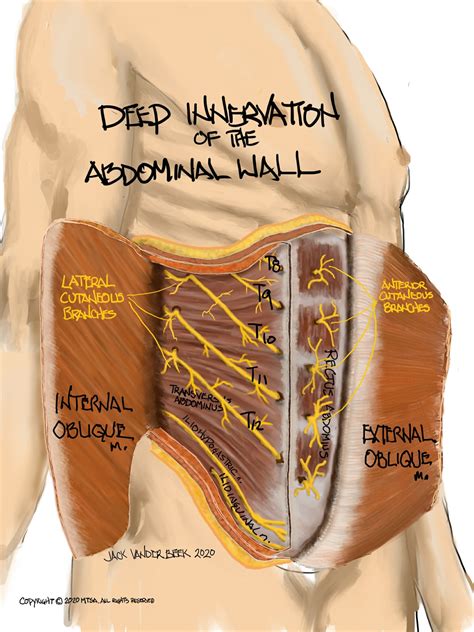 They are at the level of t12 to l3, so they are. Abdominal Wall Anatomy | Neuraxiom