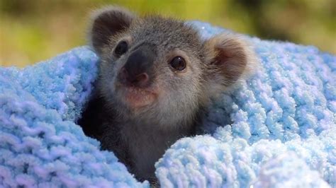 Baby Koala Bear Rescued Raww