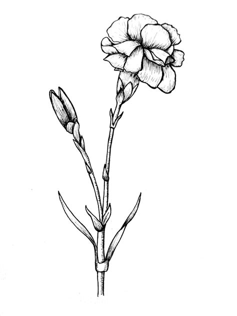Carnation Drawing At Explore Collection Of