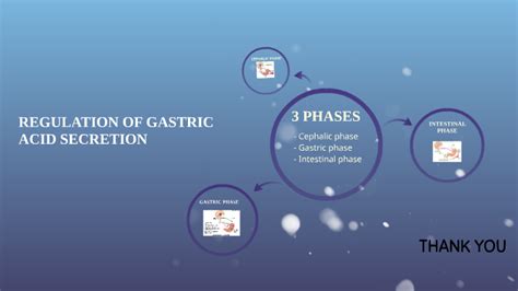 Phases Of Gastric Acid Secretion By Nur Fazira Abdullah