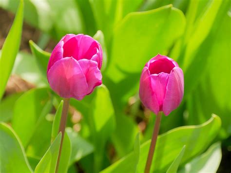 Tulip Spring · Free Photo On Pixabay
