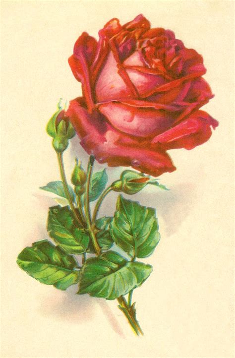Antique Images Free Rose Graphic Botanical Illustration Of Red Rose