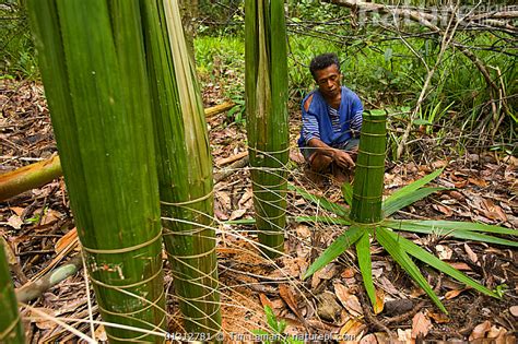 Nature Picture Library A Man Processing Sago The Primary Staple Food