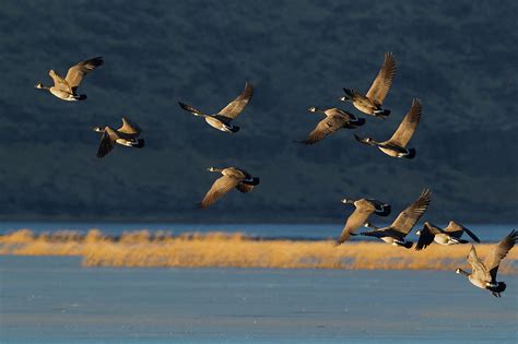 Greater Canada Geese Flying Photograph By Ken Archer Fine Art America