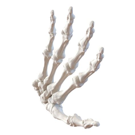 Human Hand Bones 3d Model 39 3ds C4d Fbx Obj Max Ma Free3d