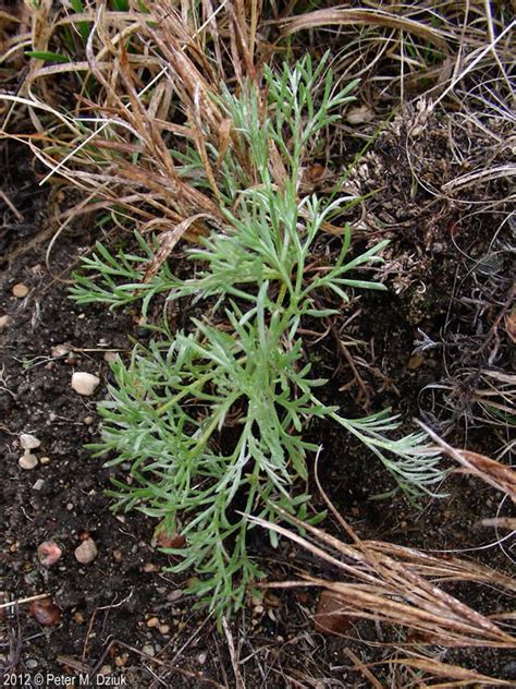 Common names for various species in the genus include mugwort, wormwood, and sagebrush. Artemisia campestris (Field Sagewort): Minnesota Wildflowers