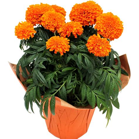 2,074 likes · 28 talking about this. Cinco de Mayo & Day of the Dead | Meyers Farms