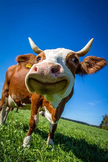 Cow Funny Ruminant · Free Photo On Pixabay