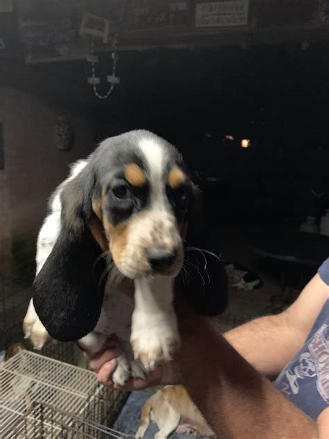 They bring a lot of joy into your lives. Basset Hound Puppies For Sale | Spring, TX #297776
