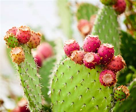 Make sure this fits by entering your model number. 5 Edible Cacti and Succulents You Can Grow Indoors ...