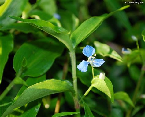 The blue water lily, now a rare flower, was once prized above all flowers in ancient egypt and may have previously unknown psychoactive properties.a mind. Commelina cyanea - Scurvy Weed - Edible Weeds and Bush ...