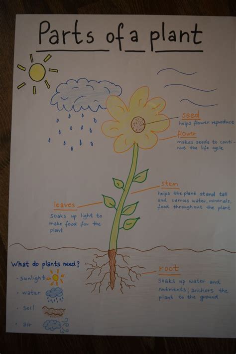 Parts Of A Plant Chart Tcr7649 Teacher Created Resources Images