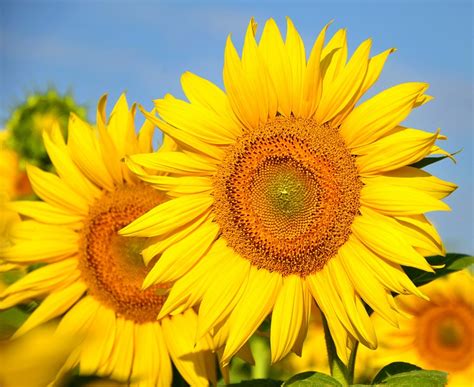 Sunflower Yellow Flower · Free Photo On Pixabay