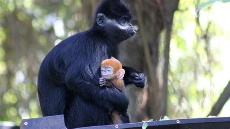 Meet Nangua A Very Rare And Very Adorable Bright Orange Baby Monkey