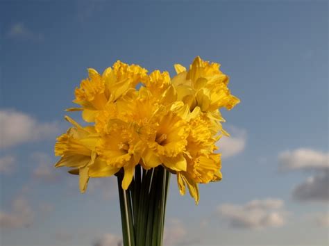 Easter Daffodil Bouquet Free Stock Photos Rgbstock Free Stock