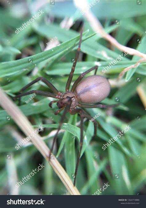 Brown Recluse Spider Stock Photo Edit Now 1264719880