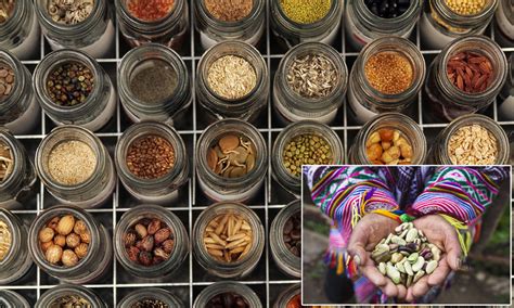 Head over there right now and take advantage of these exciting offers! Advantage Of Storing Seeds In Seed Banks - Tn 96 Earthbag Seed Banks Echocommunity Org - my ...