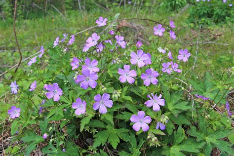 Wild Geraniums Rain Garden Herb Garden Garden Plants Perennial