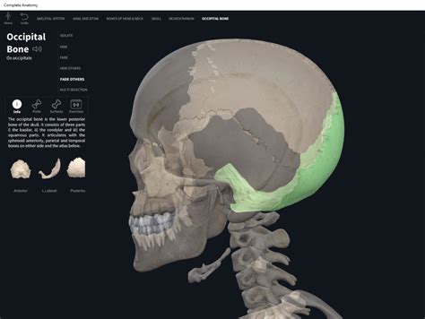 Slides Occipital Bone Basic Sciences