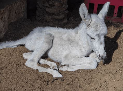 The Adorable Life Of Baby Donkeys 7 Fascinating Facts Animal Corner