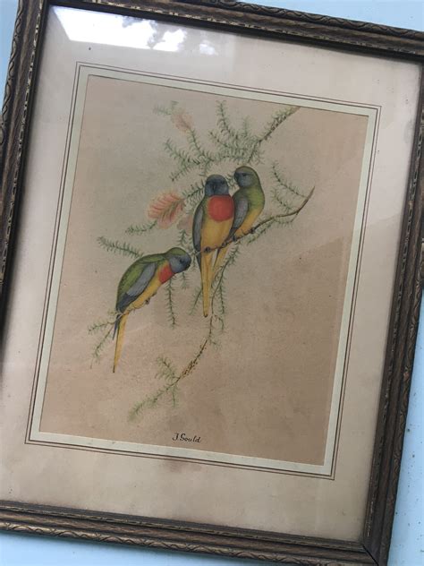 Vintage J Gould Exotic Bird Print 15 X 12 Etsy