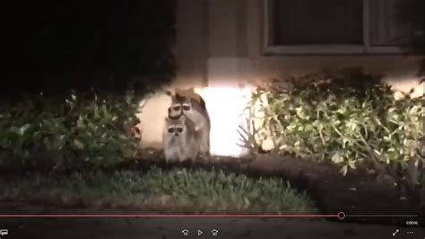 Raccoons Having Sex In Front Of House Very Funny Youtube
