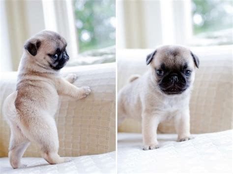 Cute Pug Puppy 620x Suggested Post