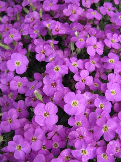 Free Purple Flowers Aubrieta Stock Photo