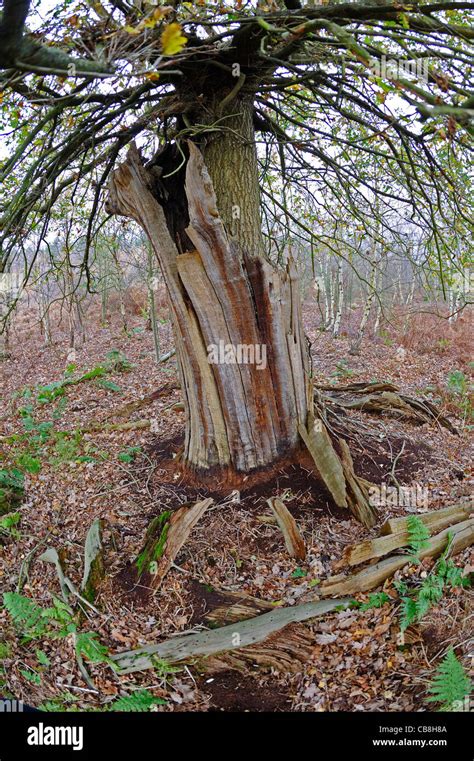 Oak Tree Growing Out Of The Decaying Trunk Of An Old Oak Tree In The