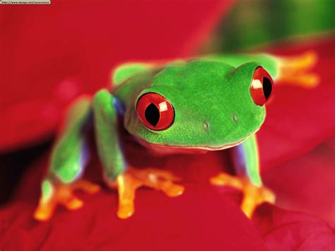 Tree Frog Animal Wildlife