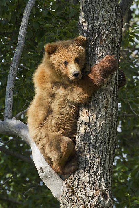 Brown Bear Ursus Arctos Yearling Cub Climbing Down From Balsam Poplar