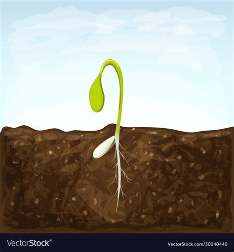 Sprouting Seed Vegetable Sprout In Soil With Vector Image
