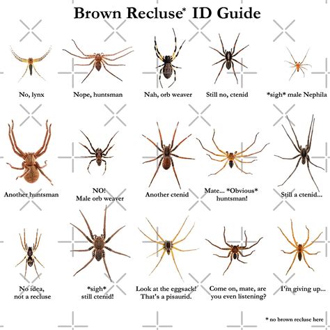 Brown Recluse Spider Back Hot Sex Picture